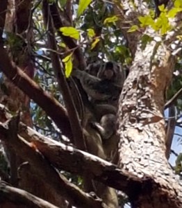 koala - outlook drive2 - 5 jan 2019