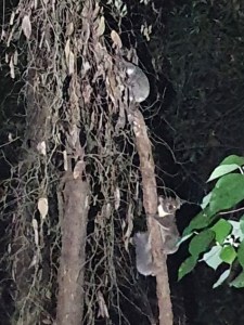 koalas - firefly gully - 29 dec 2019 - three in one
