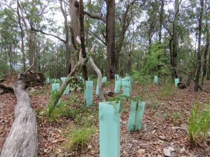 Brisbane Fringed Wattle - Acacia fimbriata - 5 Feb 2019 lowres