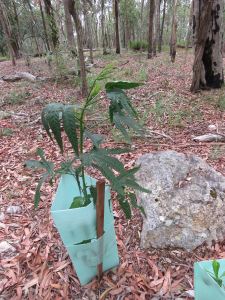 Native Hibiscus - Hibiscus heterophyllus - 5 Feb 2019 lowres