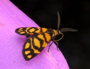 Lydia Lichen Moth - Asura lydia - 3 March 2019