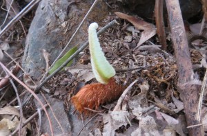 Basket Fern - Drynaria rigidula - regrowth - 6 April 2019