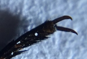 Blue Tiger - claws 1 - 6 Feb 2015 cropped