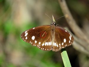 Common Crow - Euploea core - male sex brand - 27 April 2019
