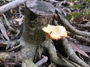Fungi recycling - 14 April 2019