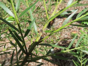 Imperial Hairstreak - Jalmenus evagoras - chrysalis - 27 April 2019