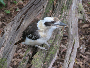 Kookaburra with lunch - 11 April 2019
