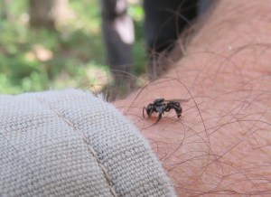 Stingless Native Bee - Tetragonula sp. - 27 April 2019