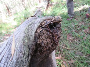 Stingless Native Bee - Tetragonula sp. - hive - 27 April 2019