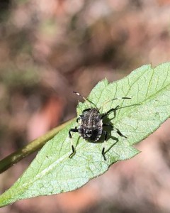 Acacia Shield bug - Alcaeus varicornis - 11 May 2019