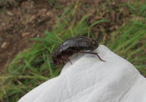 Black Woodland Cockroach - Platyzosteria melanaria - 20 May 2019