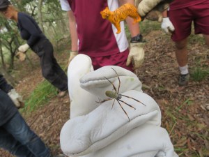 Golden Orb-Weaver - Nephila plumipes - 20 May 2019