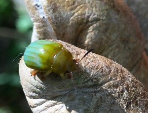 Green Strip Leaf Beetle - Calomela pallida - 11 May 2019