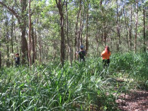 Guinea Grass - 11 May 2019