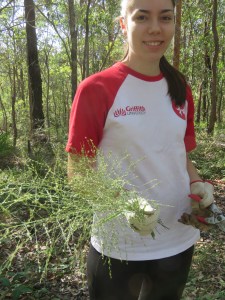 Guinea Grass seed heads - 11 May 2019