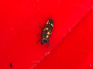 Variable Ladybird Beetle - Coelophora inaequalis - larvae - 11 May 2019