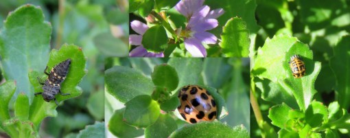 Common Spotted Ladybird - life stages - 20 July 2019