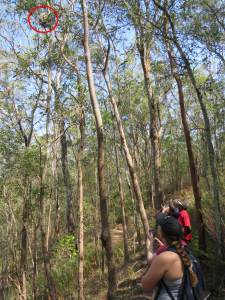 Koala spotting circle - 26 Oct 2019