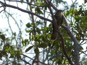 Brown Goshawk - Accipiter fasciatus - 21 Dec 19