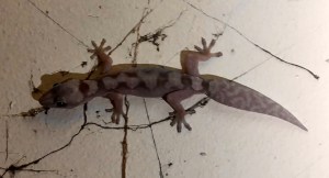Robust Velvet Gecko - Oedura robusta 2 - P. Demmers - 4 Feb 2020