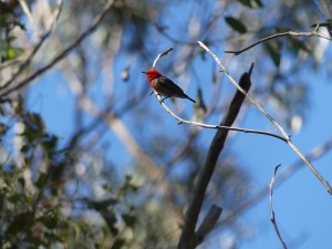 Scarlet Honeyeater - Myzomela sanguinolenta - P Demmers - 18 July 19