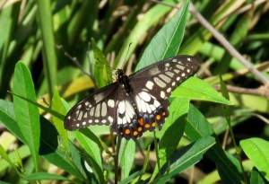Dainty Swallowtail - Papilio anactus - 1 Mar 2020