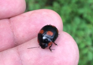 Eight-spotted Leaf Beetle - Paropsisterna sexpustulata - 10 Mar 2020