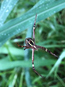 St Andrew's Cross Spider - Argiope Keyserlingi - underside - 10 Mar 2020