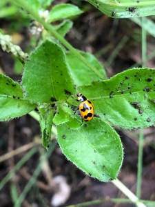 Transverse Ladybird Beetle - Coccinella transversalis - 10 Mar 2020