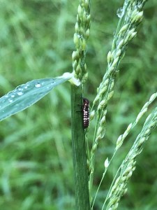 Variable Ladybird Beetles - Coelophora inaequalis - larva - 10 Mar 2020