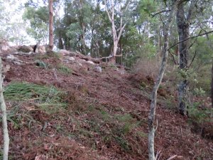 Weeds cleared - 1 Mar 2020