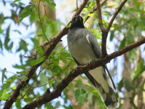 Black-faced Cuckoo Shrike - Coracina novaehollandiae - 17 Mar 2020 lr