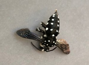 Domino Coukoo Bee - Thyreus lugubris 2 - 1 April 2020