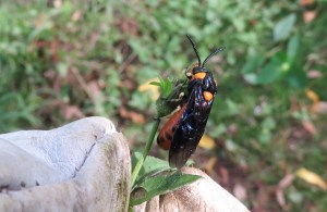 Paperbark Sawfly - Lophyrotoma zonalis 2 - 8 April 2020