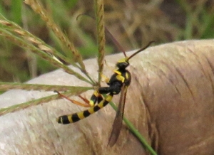 Tiger Ichneumon Wasp - Metopius sp. 2- 1 May 2020