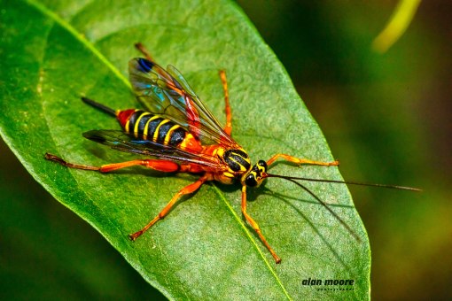Yellow-banded Ichneumon Wasp - Echthromorpha agrestoria - A Moore 28 May 2020 lr