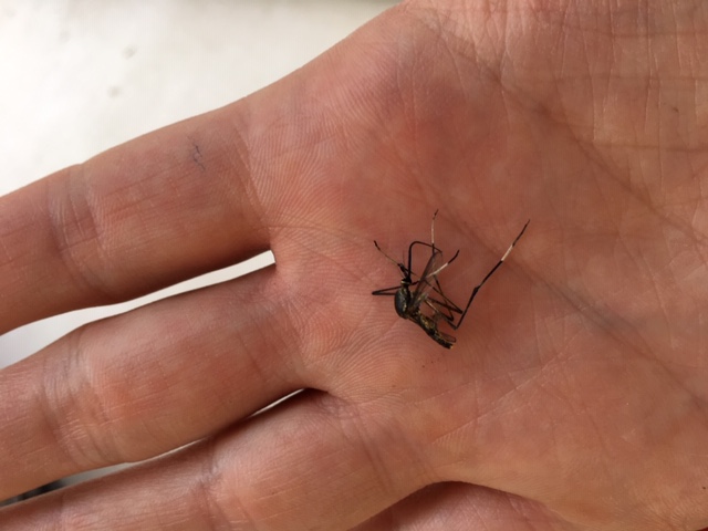 Toxorhynchites_TessSpillekom_Newcastle